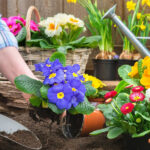 Самые важные садовые дела в мае