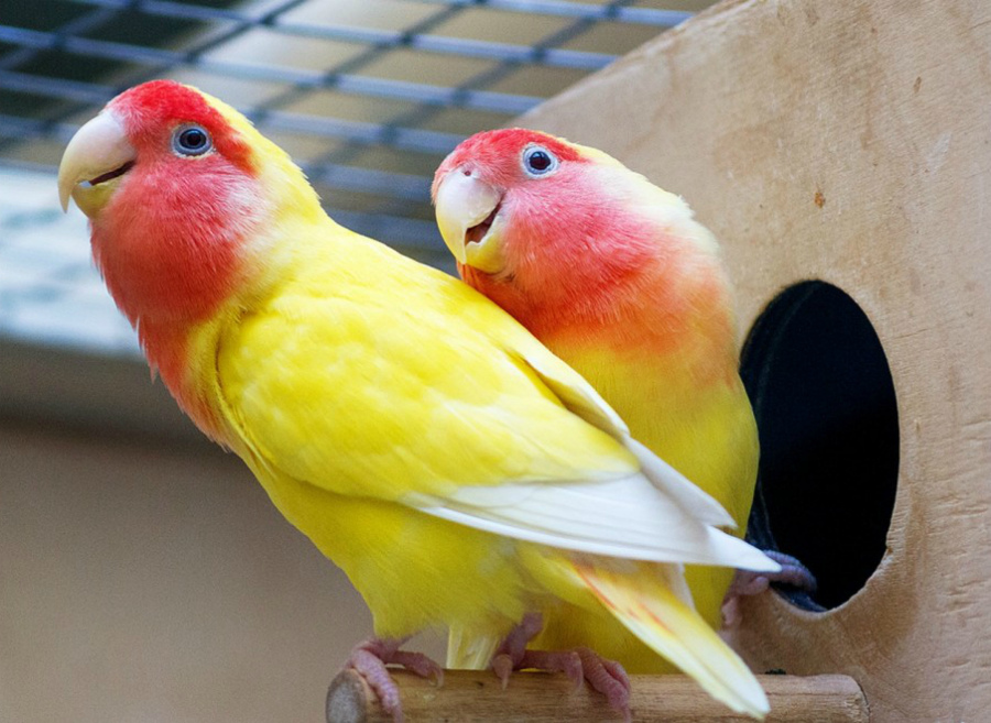 попугаи неразлучники 