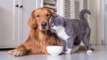 Собаки и кошки снижают риск сердечно-сосудистых заболеваний!