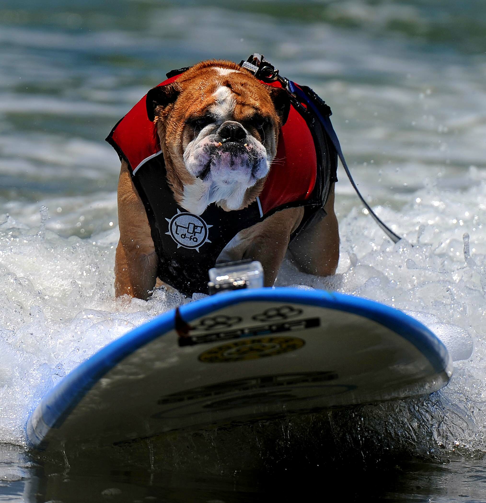 Отдых на море с собакой - обучение серфингу