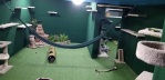 Житель Эдмонда построил комнату-джунгли для двух бенгальских кошек в память о брате