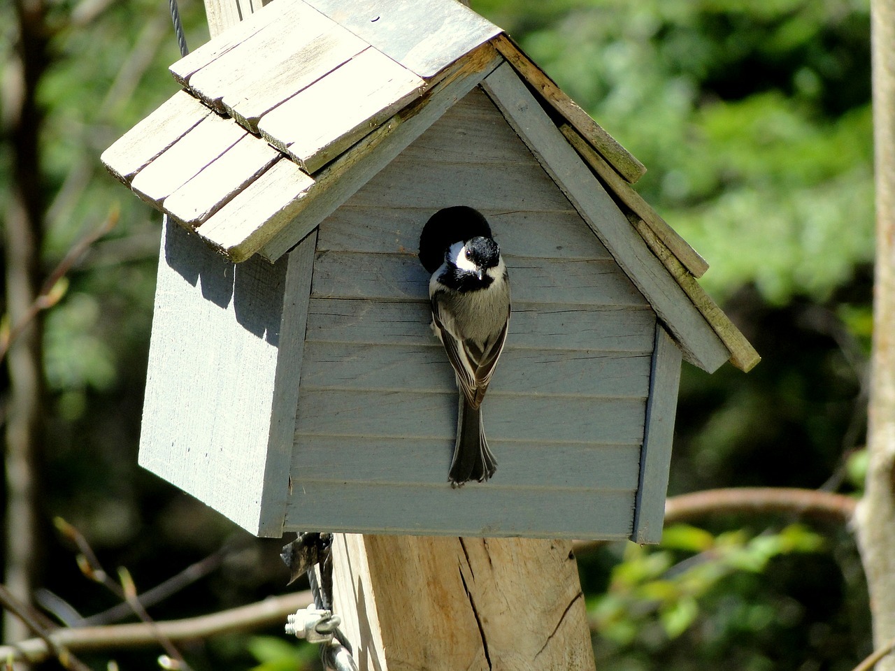 Деревянный домик для птиц  своими руками