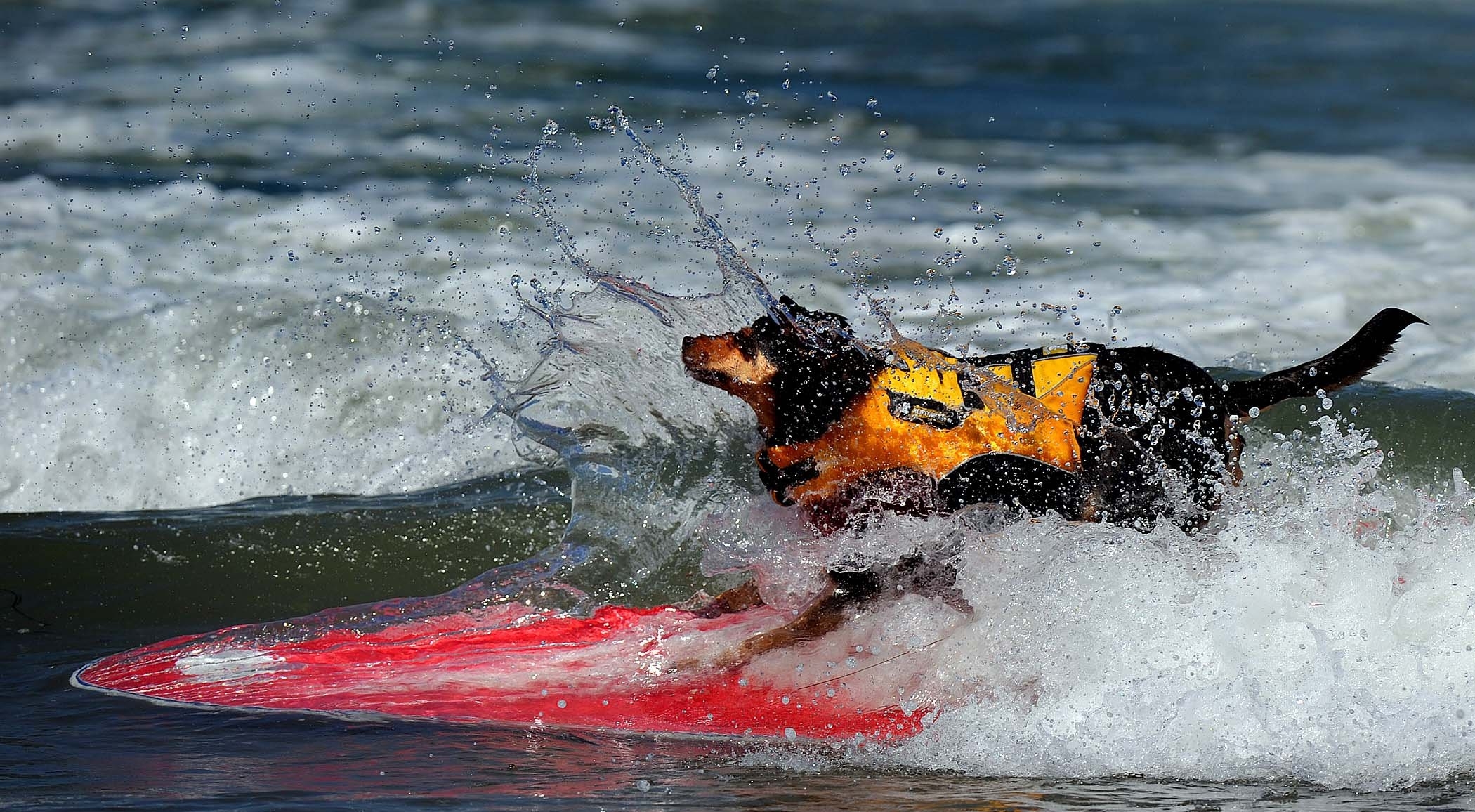 Собака занимается серфингом: отдых с собакой