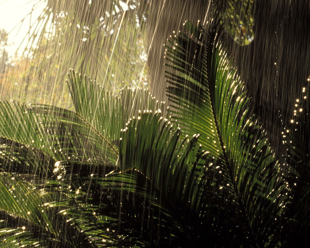 тропический душ